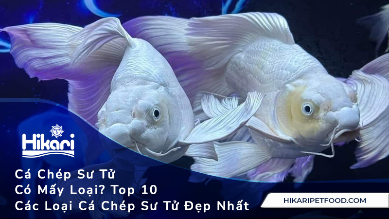 Cá Chép Sư Tử Có Mấy Loại? Top 10 Các Loại Cá Chép Sư Tử Đẹp Nhất