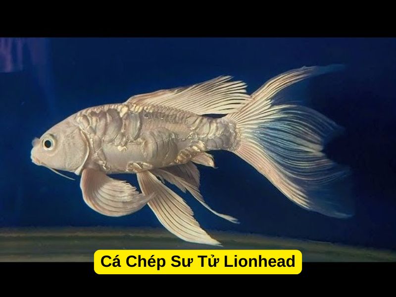 Cá Chép Sư Tử Lionhead