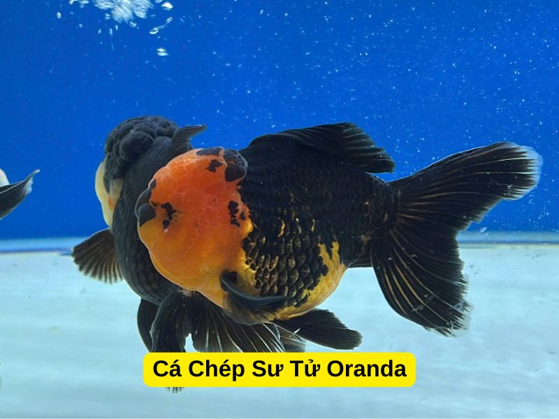 Cá Chép Sư Tử có mấy loại? Cá Chép Sư Tử Oranda