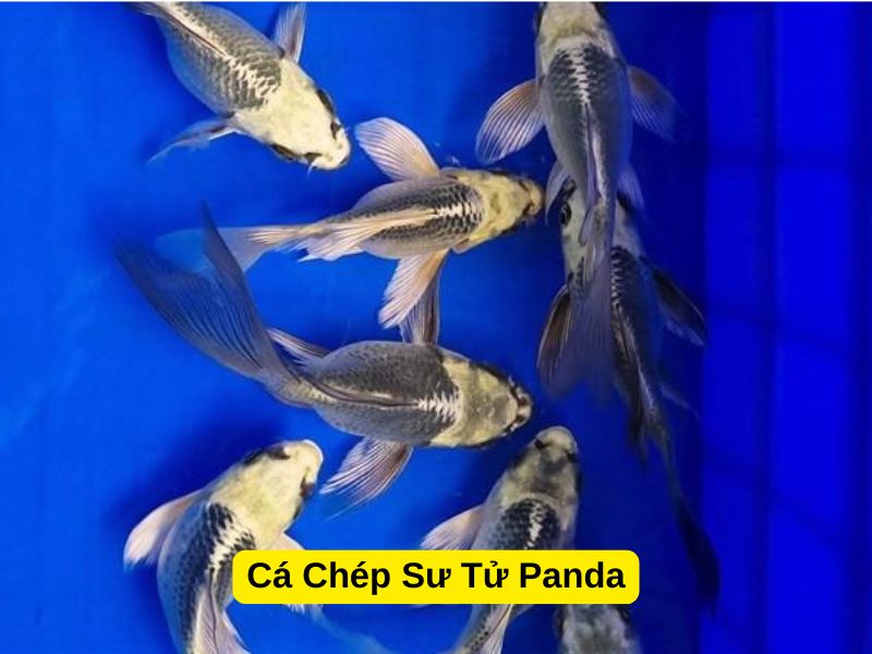Cá Chép Sư Tử Panda