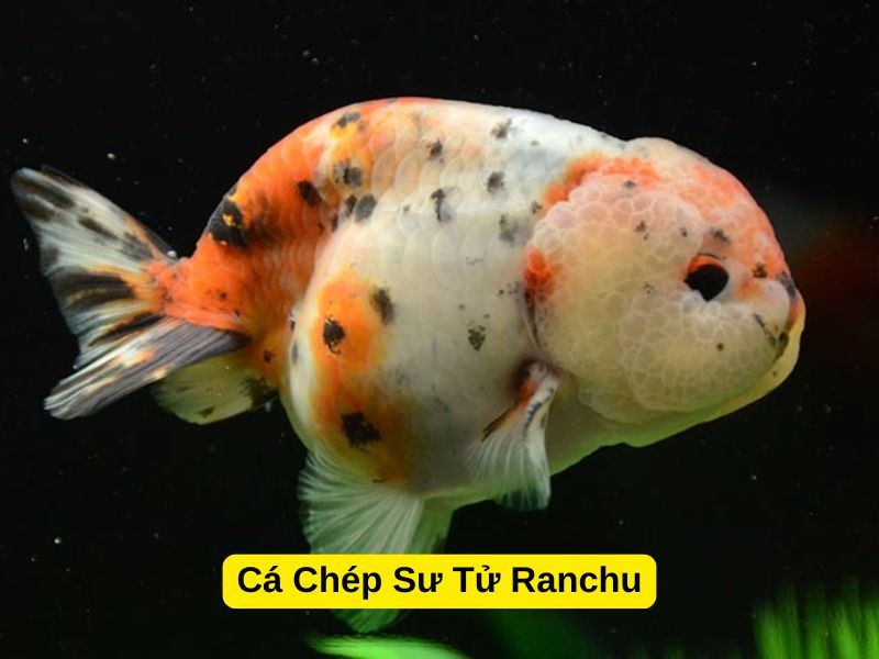 Cá Chép Sư Tử Ranchu