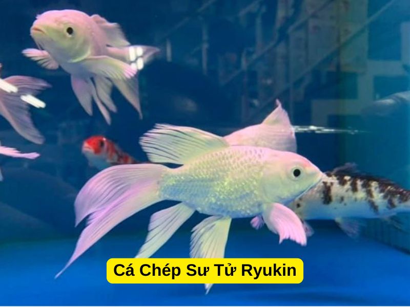 Cá Chép Sư Tử Ryukin