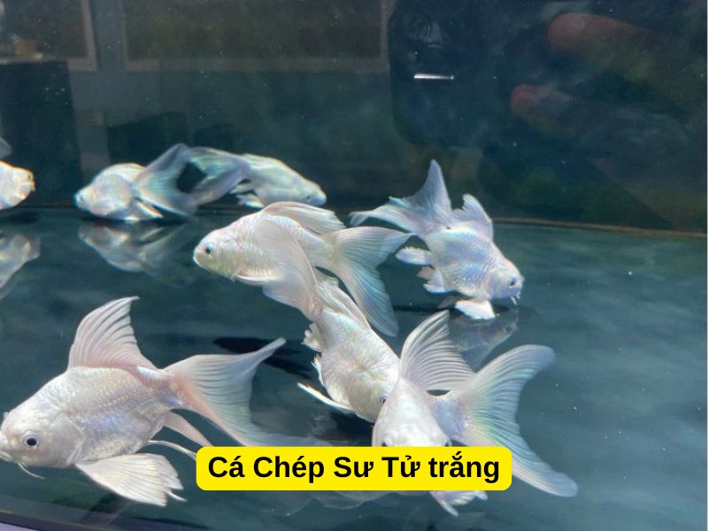 Cá Chép Sư Tử trắng