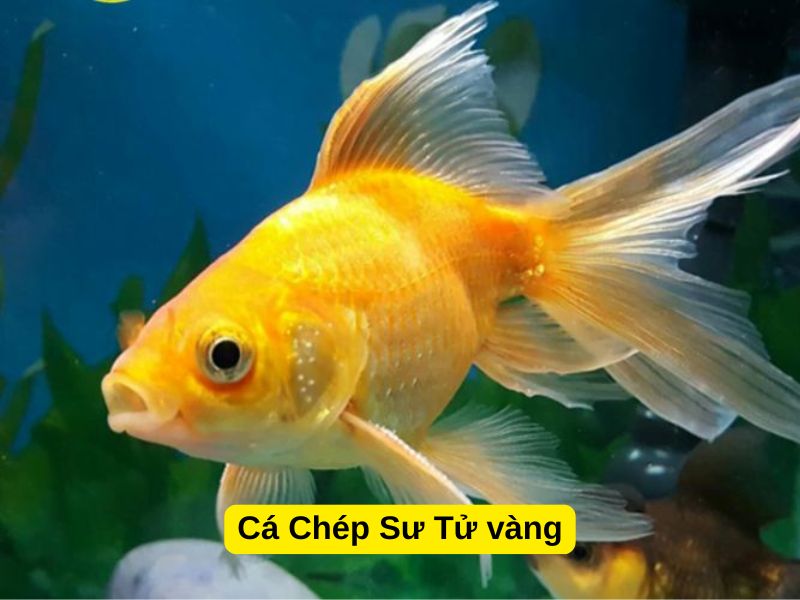 Cá Chép Sư Tử màu vàng