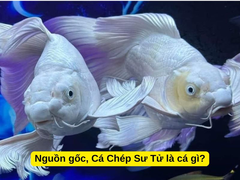 Nguồn gốc, Cá Chép Sư Tử là cá gì?