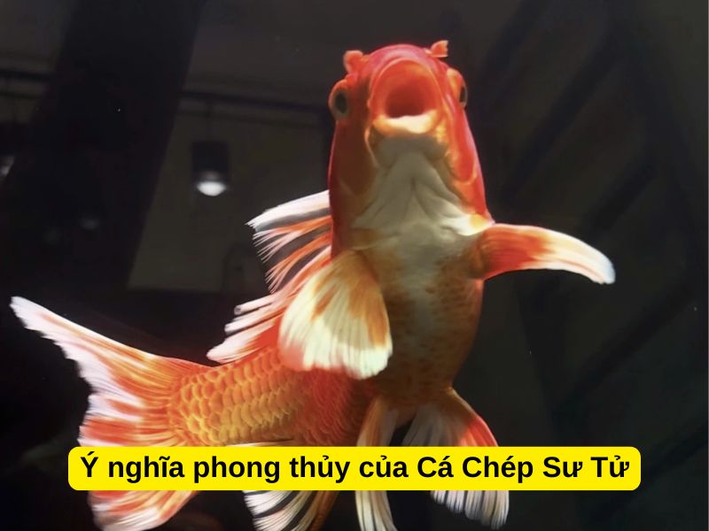Ý nghĩa phong thủy của Cá Chép Sư Tử