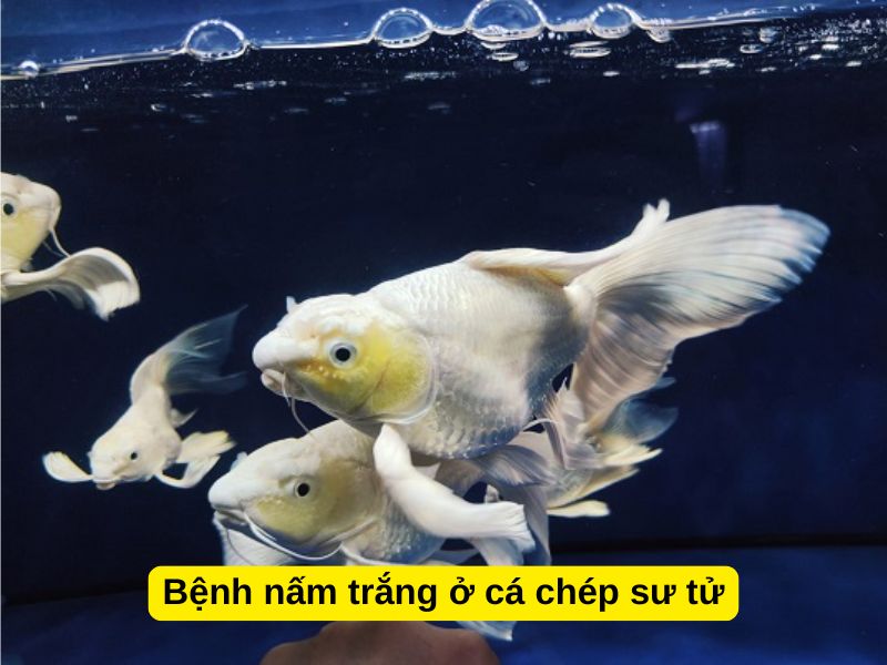Các bệnh thường gặp ở cá chép sư tử: Bệnh đốm trắng