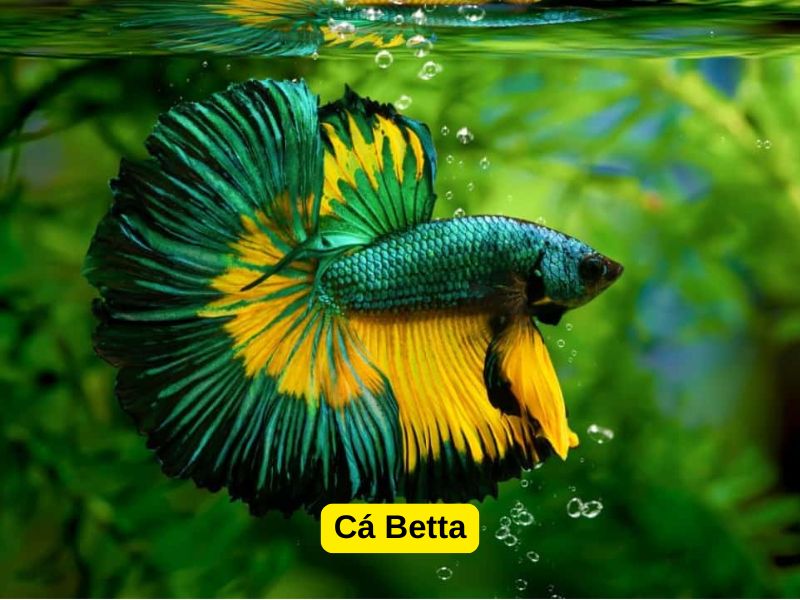 Cá Betta