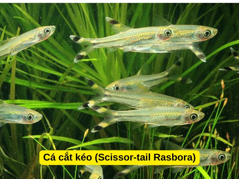 Cá chép sư tử nuôi chung với cá gì? Cá cắt kéo (Scissor-tail Rasbora)
