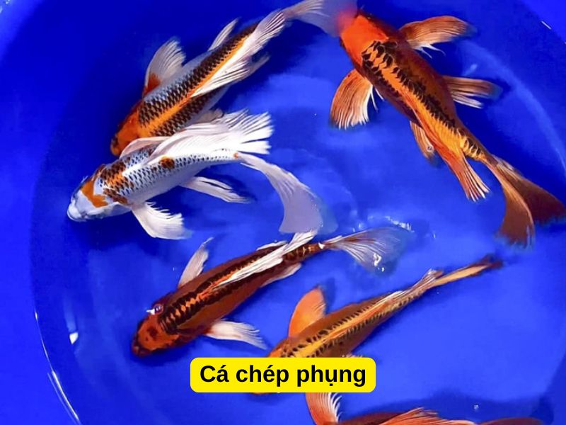 Cá chép sư tử nuôi chung với cá gì? Cá chép phụng