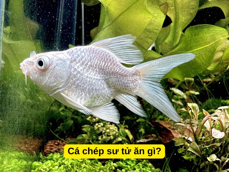 Cá chép sư tử ăn gì?