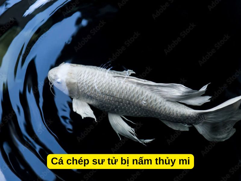 Cá chép sư tử bị nấm thủy mi