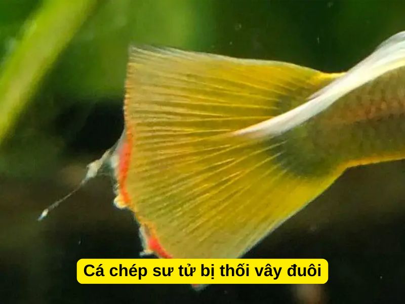 Cá chép sư tử bị thối vây đuôi