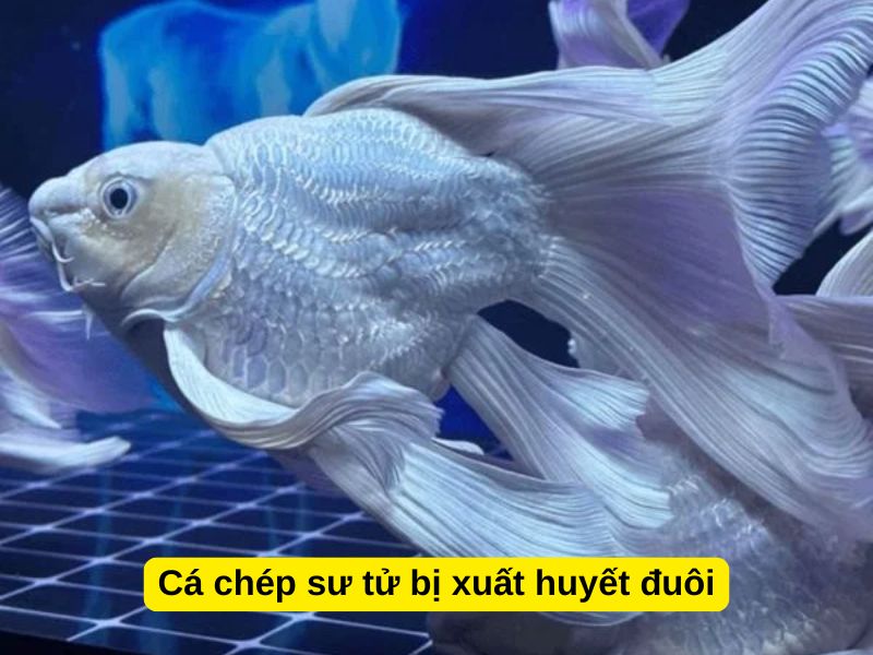 Cá chép sư tử bị xuất huyết đuôi