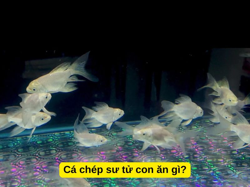 Cá chép sư tử con ăn gì?