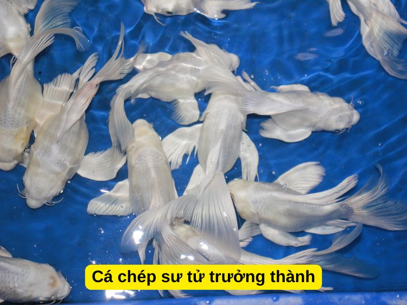 Cá chép sư tử trưởng thành