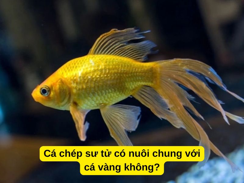 Cá chép sư tử có nuôi chung với cá vàng không?