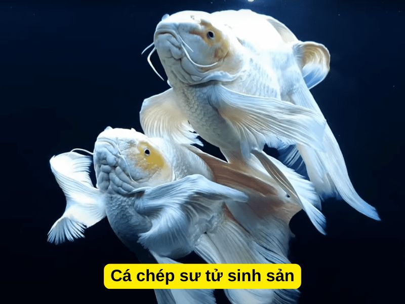 Cá chép sư tử sinh sản