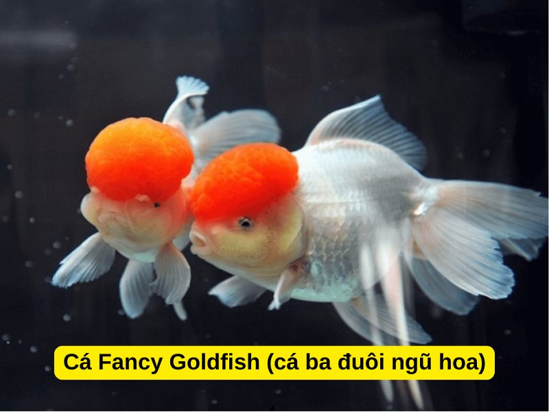 Cá Fancy Goldfish (cá ba đuôi ngũ hoa)