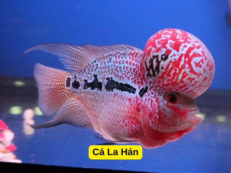 Cá La Hán