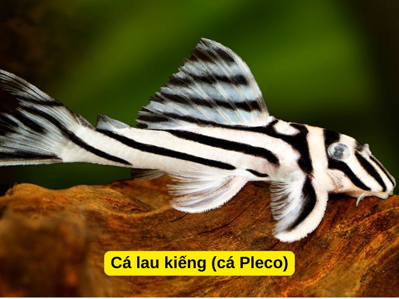 Cá lau kiếng (cá Pleco)