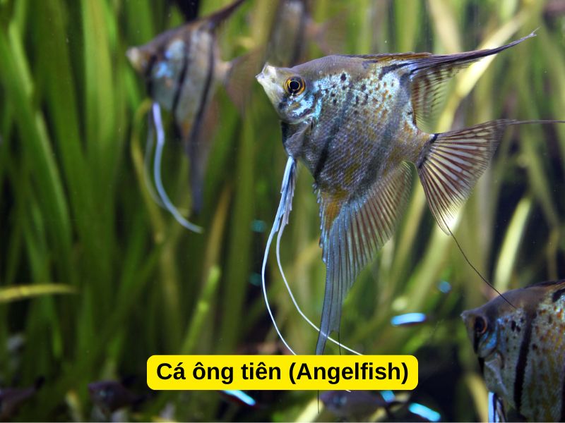 Cá ông tiên (Angelfish)