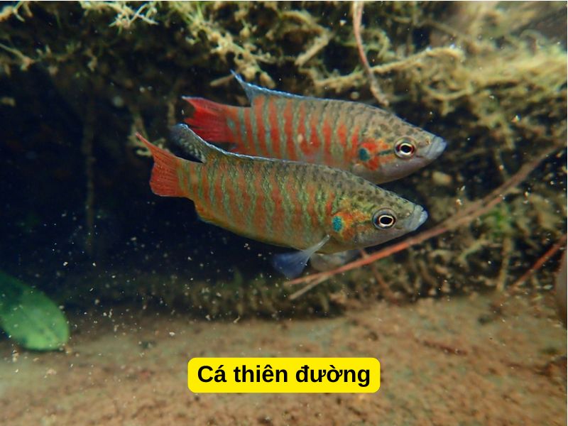Cá thiên đường