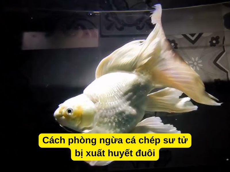 Cách phòng ngừa cá chép sư tử bị xuất huyết đuôi