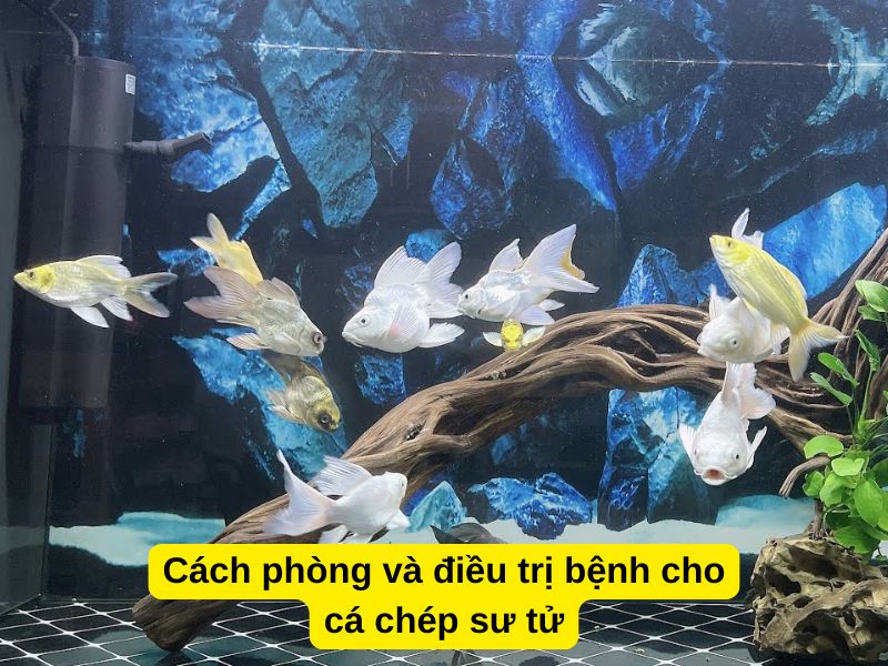 Cách phòng và điều trị bệnh cho cá chép sư tử