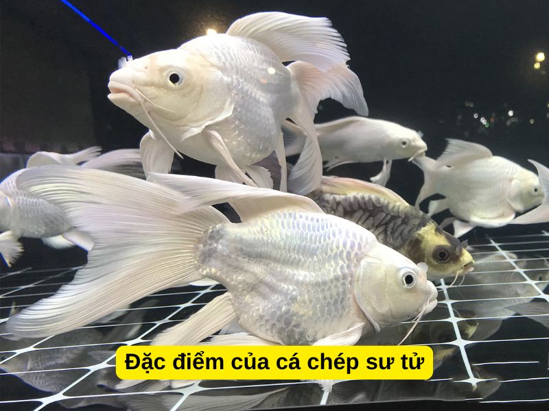 Đặc điểm của cá chép sư tử