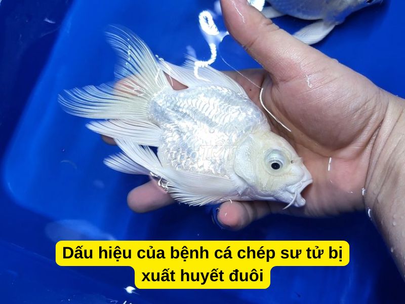 Dấu hiệu của bệnh cá chép sư tử bị xuất huyết đuôi