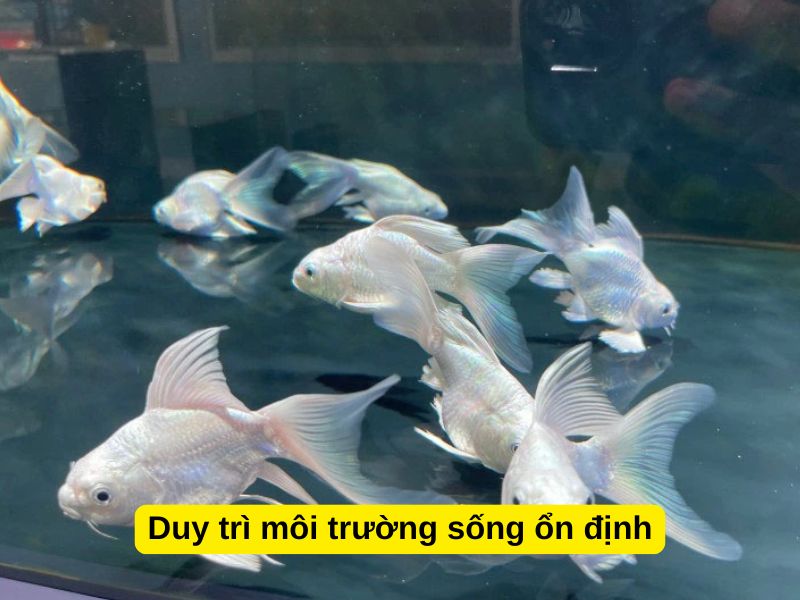 Duy trì môi trường sống ổn định