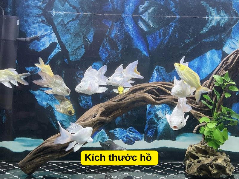 Kích thước hồ