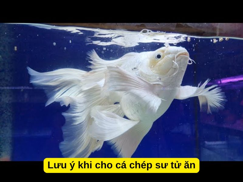 Lưu ý khi cho cá chép sư tử ăn