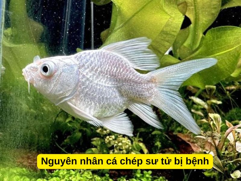 Nguyên nhân cá chép sư tử bị bệnh
