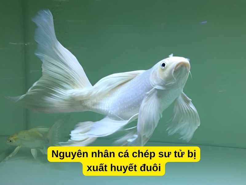 Nguyên nhân cá chép sư tử bị xuất huyết đuôi