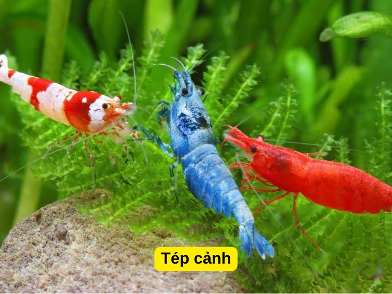 Tép cảnh