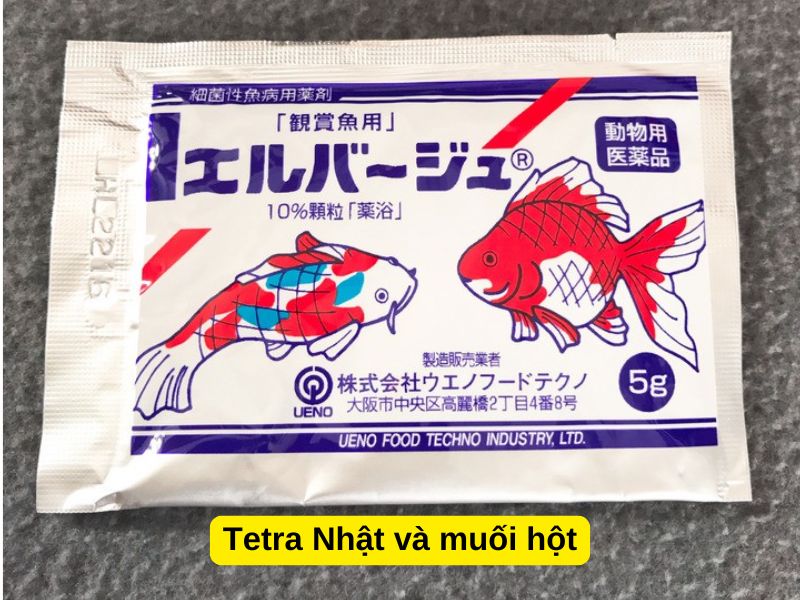 Tetra Nhật và muối hột