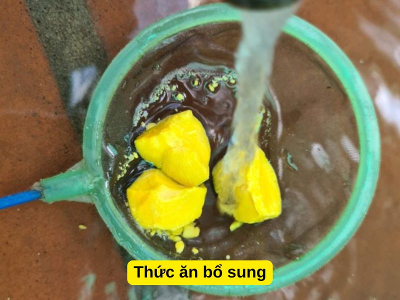 Thức ăn bổ sung