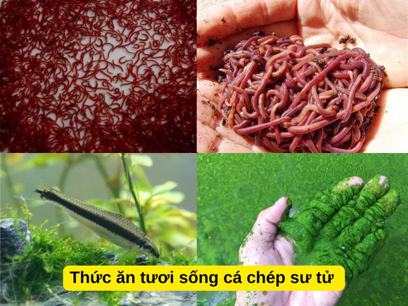 Thức ăn tươi sống cá chép sư tử