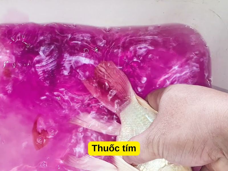 Thuốc tím