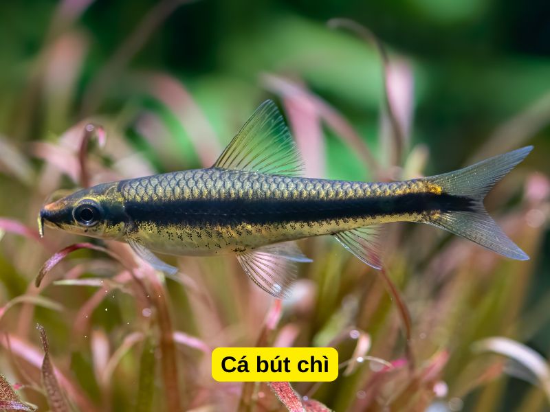 Cá bút chì
