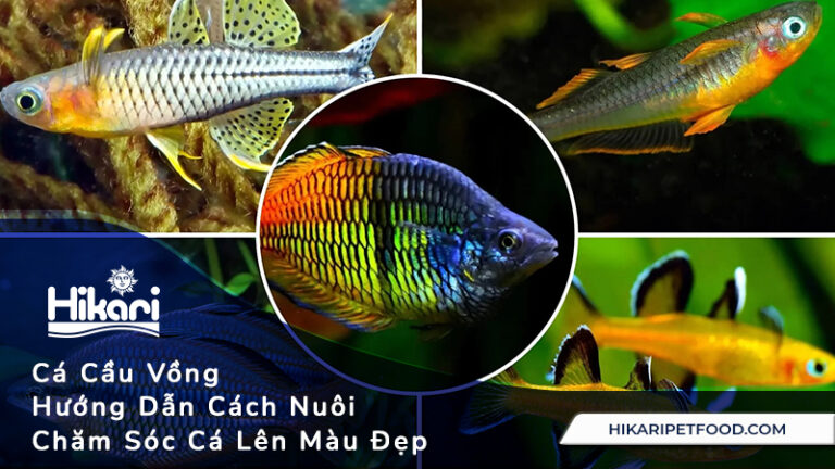 Cá Cầu Vồng - Hướng Dẫn Cách Nuôi, Chăm Sóc Cá Lên Màu Đẹp