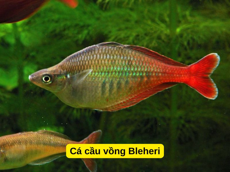 Cá Cầu Vồng Bleheri