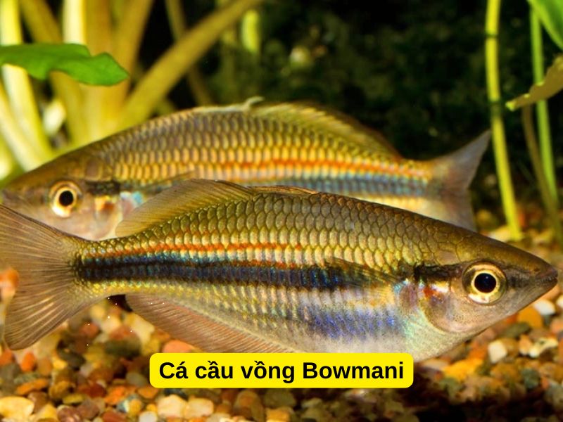Cá Cầu Vồng Bowmani