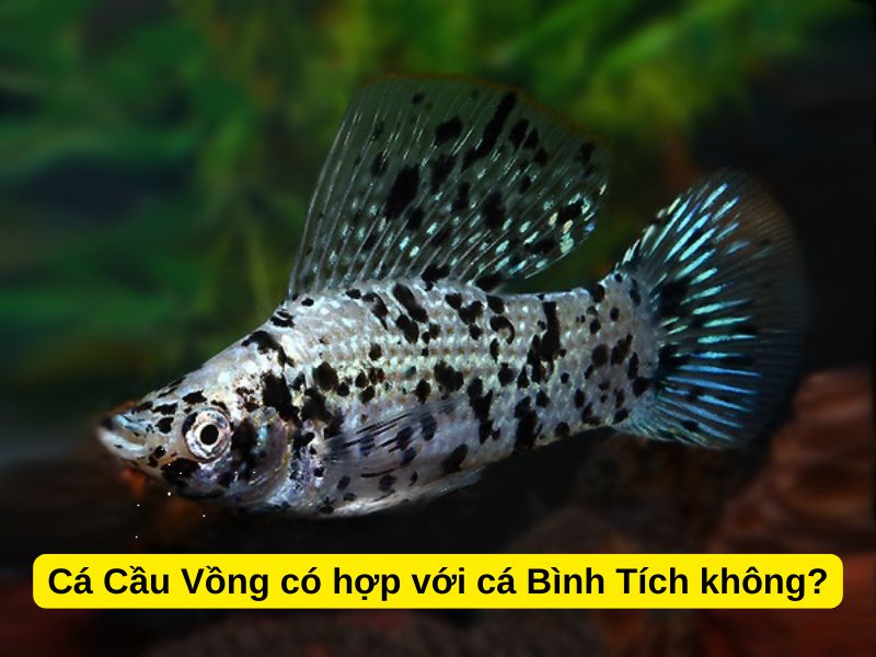 Cá Cầu Vồng có hợp với cá Bình Tích không?
