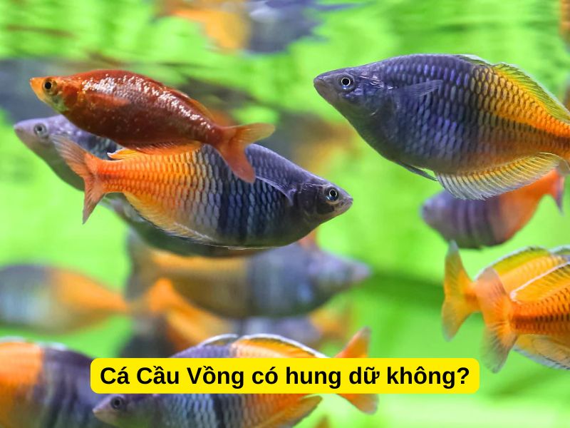Cá Cầu Vồng có hung dữ không?