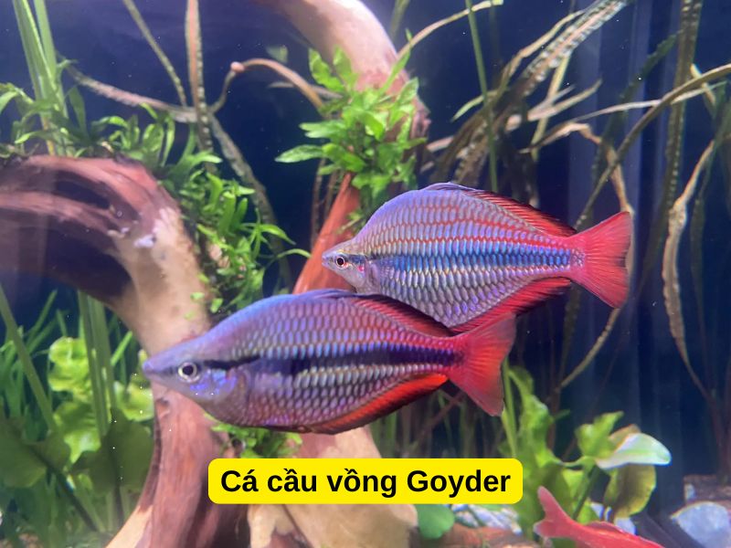 Cá Cầu Vồng Goyder