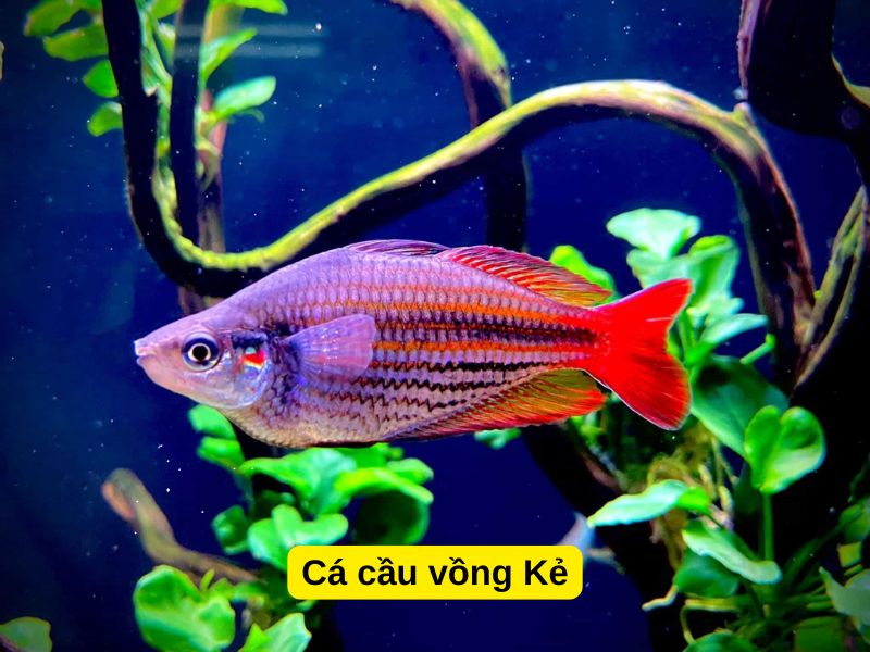 Cá Cầu Vồng Kẻ