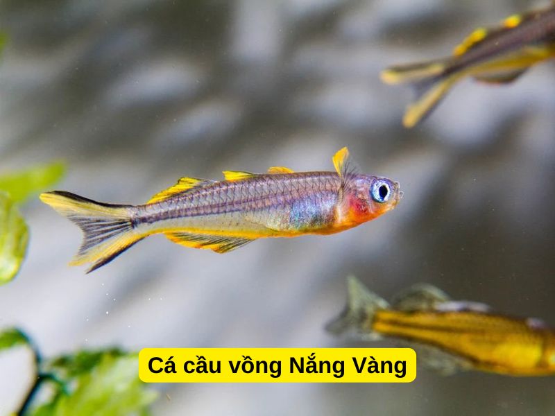 Cá Cầu Vồng Nắng Vàng